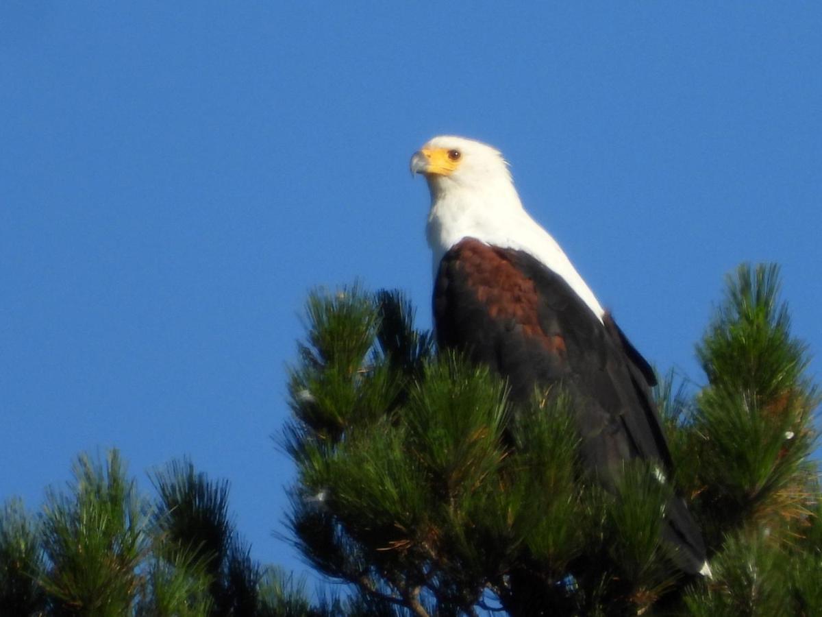 Eagles' Call Cottages And Tent Wildernis Eksteriør billede